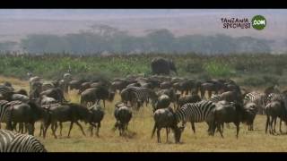 Ngorongoro HD Tanzania Specialist [upl. by Harbert]