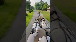 Remount Depot Mona Pakistan youtubeshorts incrediblepakistan Horses equestrian shorts [upl. by Ihtraa]