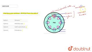 Interfascicular cambium develops from the cells of [upl. by Liscomb46]