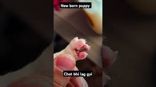 New born puppy ko chot lag gyi shortvideo birth maa puppyvideos shortvideo viralvideo memes [upl. by Tnecniv]