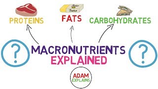 What Are Macronutrients  Macros Explained [upl. by Iaria554]