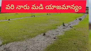 వరి నారు మడి యాజమాన్యం paddy nursery managementRabizinc farmingagriculturefarmeragro [upl. by Ityak239]