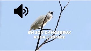 Ce petit oiseau est le plus bruyant du monde [upl. by Nilyak478]