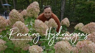 When to Prune your Hydrangea [upl. by Drolet]