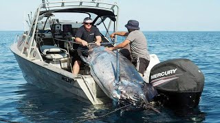 Amazing Fastest Giant Swordfish Fishing Skill  Catching and Processing Hundreds Tons of Sea Urchin [upl. by Aniratac]