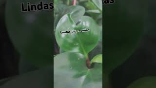 peperomia jardinagem audioviral plantas [upl. by Aerdnaek]