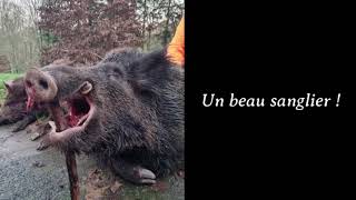 Chasse aux sangliers  Un sanglier de 120 kg et une compagnie 2024 [upl. by Alesig]