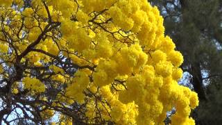 FLOWERING TREES TABEBUIA CHRYSOTRICHA IPÊAMARELO Colors of Spring Beauties of country life [upl. by Rafaellle]