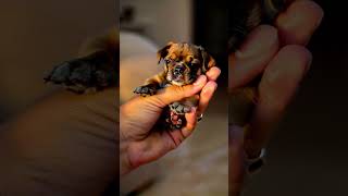 THE MOST Adorable puppy Reaction to Human Touch EVER shorts viral trending funny cute [upl. by Perseus]