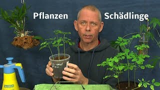 Thripse an Zierpflanzen behandeln Neem auch gegen andere saugende Insekten an Pflanzen [upl. by Liatris]