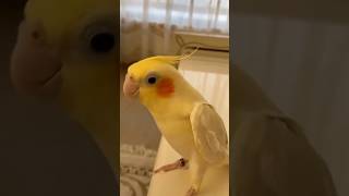 Cockatiel Singing 🦜bird’s birds birdslover lovebirds parrot shortsfeed [upl. by Ahsym]