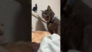 funny catcatcatscatlover catshorts funnycatsyoutubeshorts funnyvideo musicluckycatmoneycat [upl. by Htebilil]