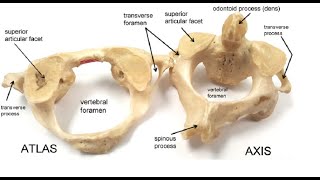 Two Minutes of Anatomy Cervical Atypical Vertebra [upl. by Milicent]