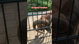 European mouflon animals shortviral shortvideo shortsfeed [upl. by Chaddie292]