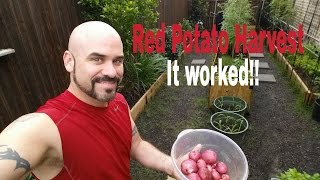 Grow Red Potatoes in containers  Harvest [upl. by Jara]