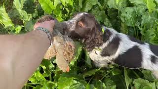 CHASSE AU PETIT GIBIER  LAPIN FAISAN PERDRIX PIGEON  cal 20 [upl. by Neevan]