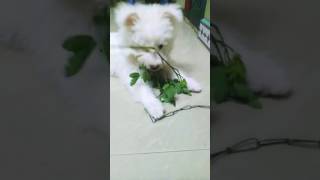 How to control Bp dogowner ytviral motivationalspeech trendingshorts animalowner doglovers [upl. by Anawt717]