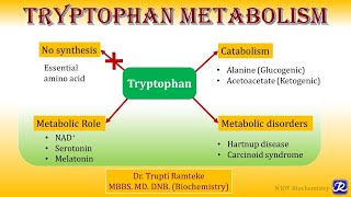 12 Tryptophan metabolism  Amino Acid Metabolism  Biochemistry  NJOY Biochemistry [upl. by Ettevy]