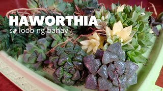 How to Grow Haworthia Indoors Repotting  Soil Mix  Growlights [upl. by Maharg]