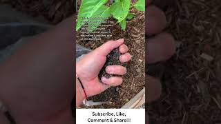 How to Add Worm Castings to Your Garden [upl. by Yahsan]