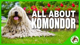 Komondor The Amazing Hungarian Dog Breed [upl. by Ahsilrak]