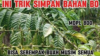 cara setting bahan bo supaya B1 ditempatin buah kopi musim semua part 2 [upl. by Onaled]