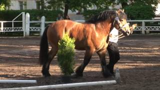 International Ardennes Horses Championship 3 year and older stallions [upl. by Haduj]