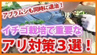 家庭菜園や農園のイチゴ栽培でアリを撃退する対策3選！アブラムシも同時に撃退！【農家直伝】Tips for measures against ants in strawberry cultivation [upl. by Stronski]