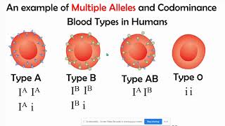 Incomplete vs Codominance Mupltiple Alleles amp Polygenic Inheritance [upl. by Eneirda]