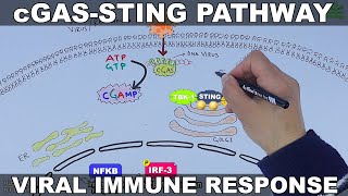 cGAS STING Signalling Pathway [upl. by Engracia]