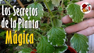 Los SECRETOS de la Planta MÁGICA [upl. by Epps]