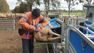 Crutching Sheep in a Te Pari Racewell Sheep Handler [upl. by Richer]