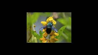 A RAINHAA abelha carpinteira azul Xylocopa caerulea é uma espécie impressionante [upl. by Rehotsirhc]