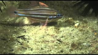 Scuba Dive Sydney  Sydney Cardinal fish Apogon limenus [upl. by Lainey]