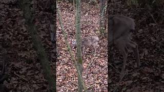 Does this deer have CWD deerhunting bowhuntingwhitetails cwd whitetaildeer wisconsinoutdoors [upl. by Combe]