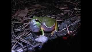 Pine Barrens treefrog calling on the ground [upl. by Simpkins]