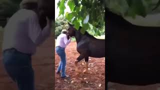 Funny horsefunny horse short shortsvideos funnyanimal [upl. by Myrlene]