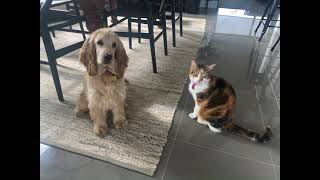 Introducing our Cocker Spaniel Puppy to our Cat [upl. by Darrey]