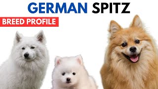 German Spitz Dog Breed Profile History  Price  Traits  Deutscher Spitz Dog Grooming Needs  Life [upl. by Heddi875]