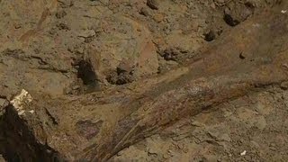 See remains of 3 triceratops found in Wyoming [upl. by Othilia]