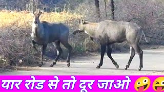 How the Nilgai across the katle jhadi [upl. by Atirahs]