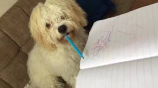 Drawing cavachon [upl. by Eico]