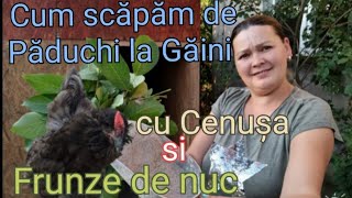 Cum scăpăm de păduchi la găini cu Cenușă și Frunze de nuc metodă eficientă [upl. by Salesin202]