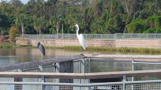 Tricolored Heron with Yellow Legs Stands on Boardwalk Railing with Great Egret at Solary Park [upl. by Einahpetse]