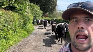 Wrangling amp Getting Followed Belted Galloways A Day In The Life Of Moving Cows To Fresh Pastures [upl. by Arot]