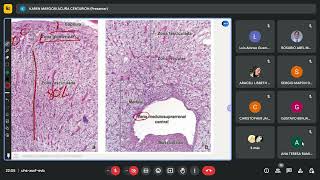 GLÁNDULAS SUPRARRENALES Y PÁNCREAS HISTOFISIOLOGIA DEL SIST ENDOCRINO II [upl. by Dewain408]