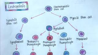 LEUKOPOIESIS  Easy Explanation [upl. by Marnie]