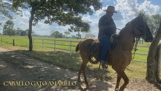 CABALLO GATO AMARILLO Jesús Daniel Quintero El Tigrito De Matanegra [upl. by Rednal]