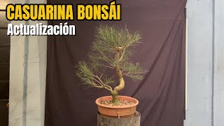 Casuarina Bonsái [upl. by Aneleiram]