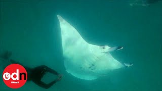 Incredible Video as Giant Manta Ray Asks Divers for help [upl. by Sib]